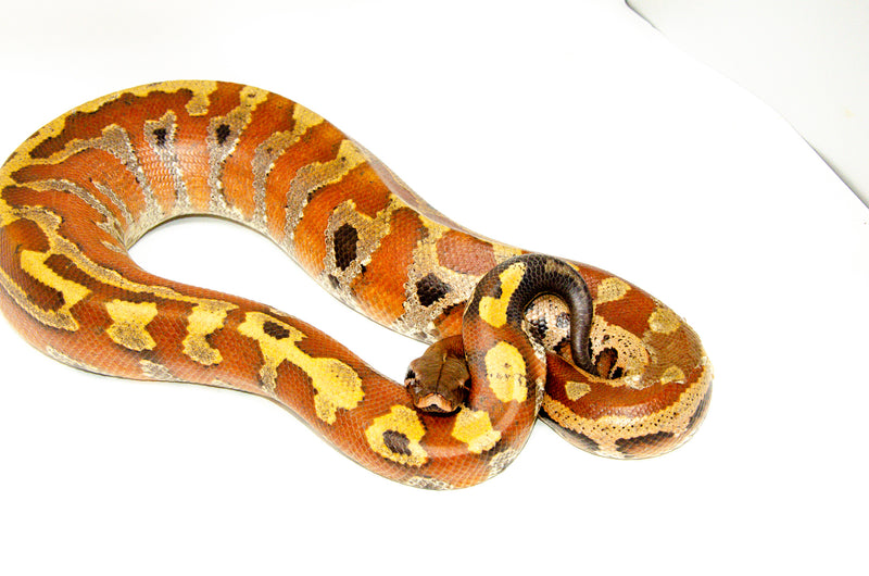 Bangka Blood Python